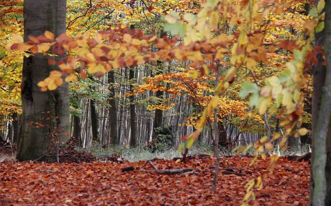 Herbstwald