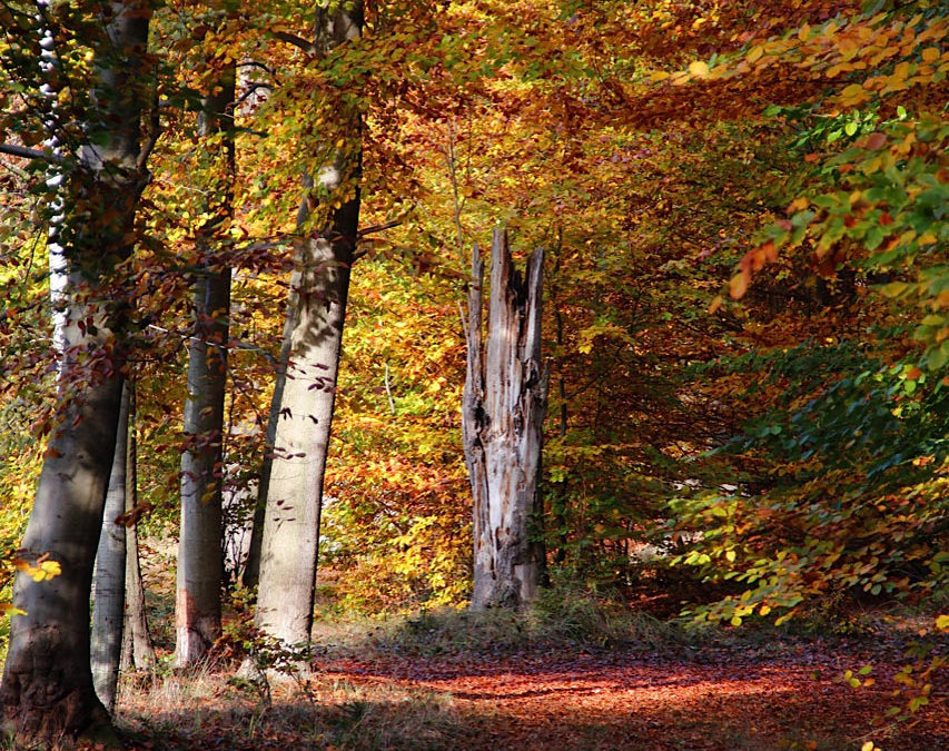 Herbstwald 2