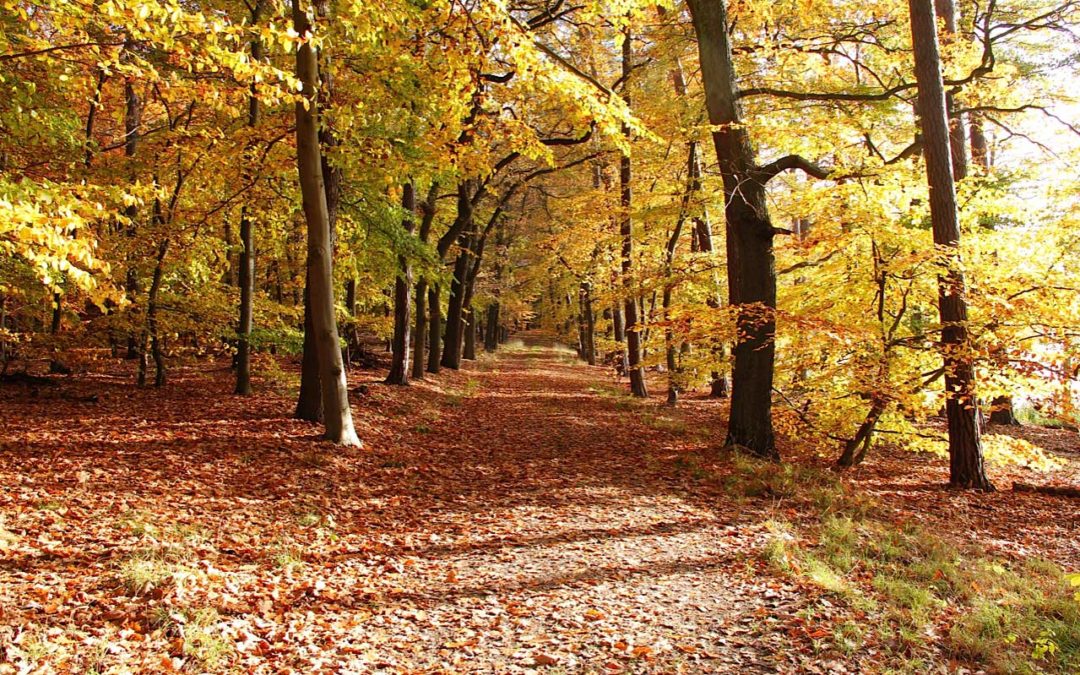 Herbstwaldweg