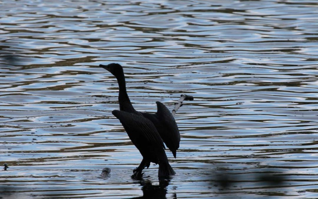 Kormoran am See