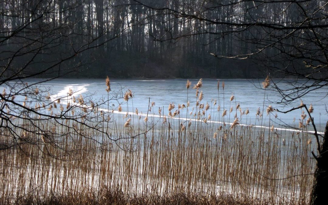 Eisblauer Waldsee